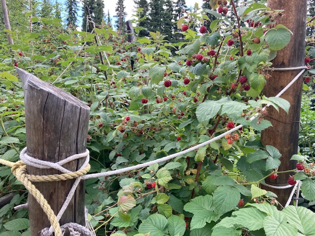 Raspberries in the arbor July 2021.jpg