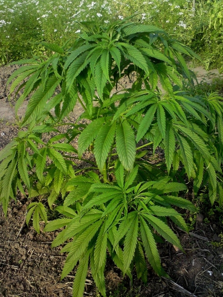 )real_Yunnan_indica.jpg