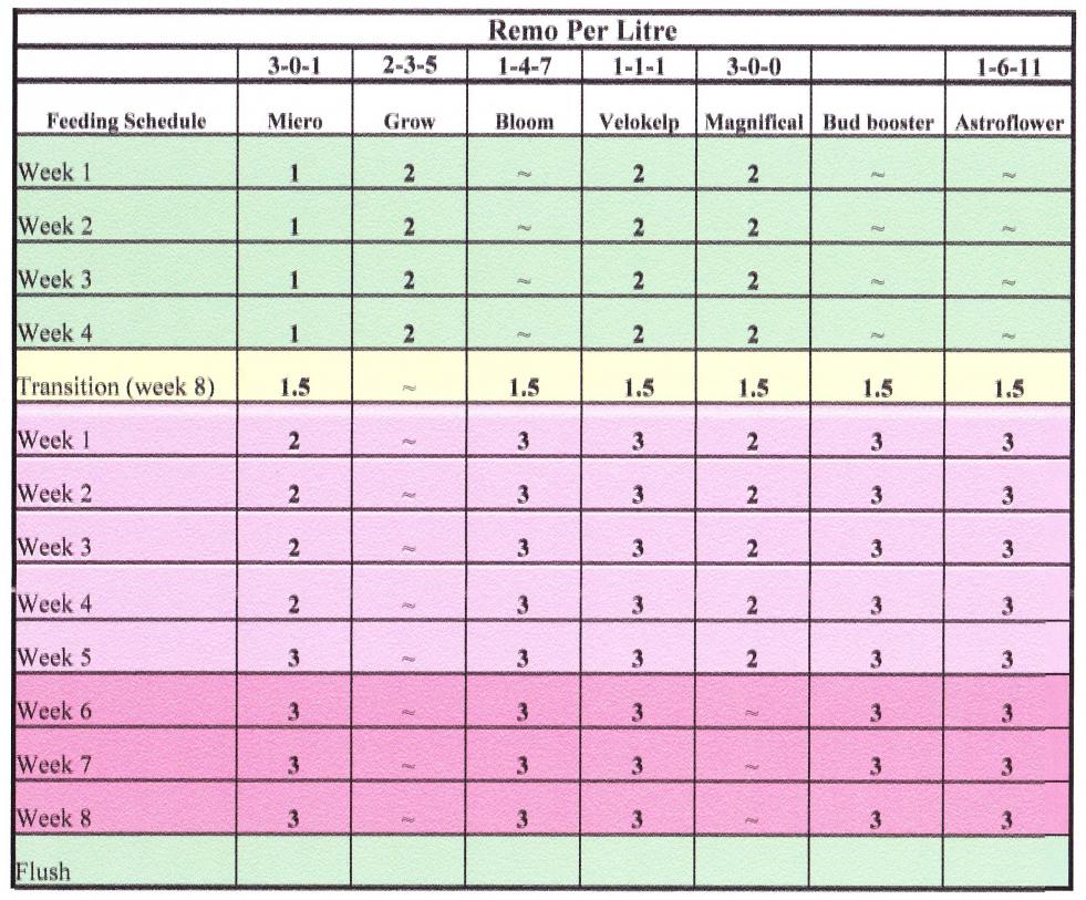 remo schedule.jpg