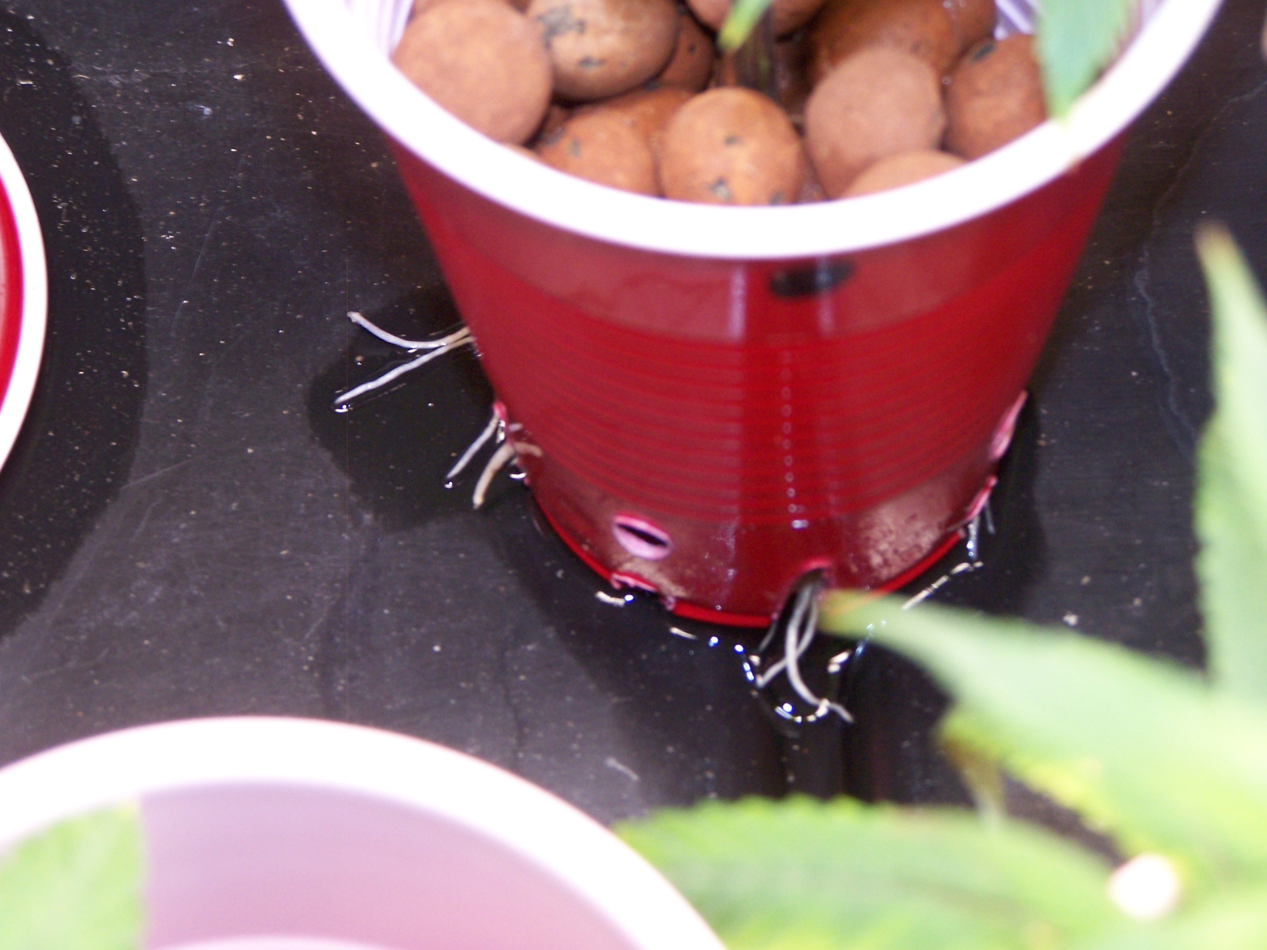 Roots coming out of the cutting's cups 015.JPG