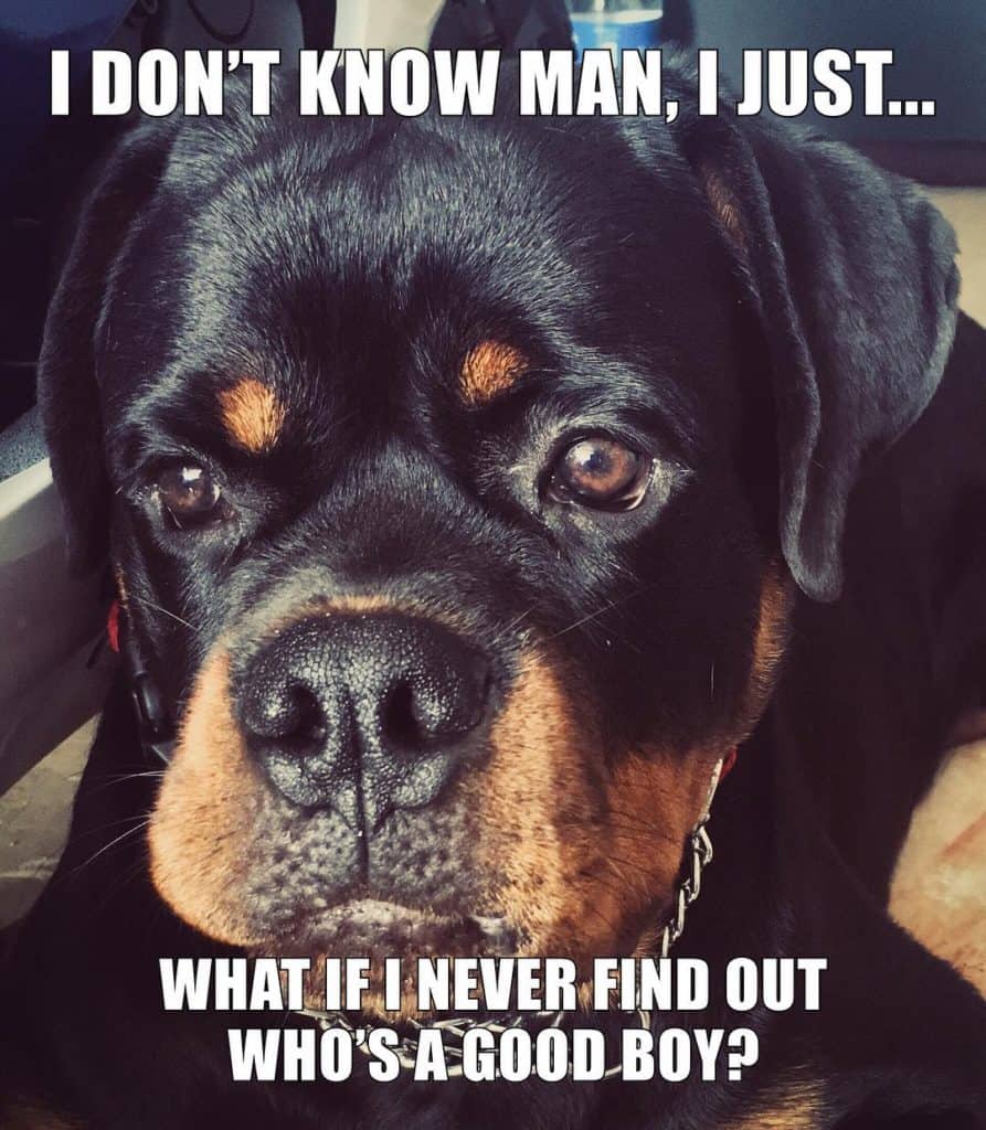 Rottweiler-Meme-I-dont-know-man-I-just...-what-if-I-never-find-out-whos-a-good-boy-893x1024-1.jpg