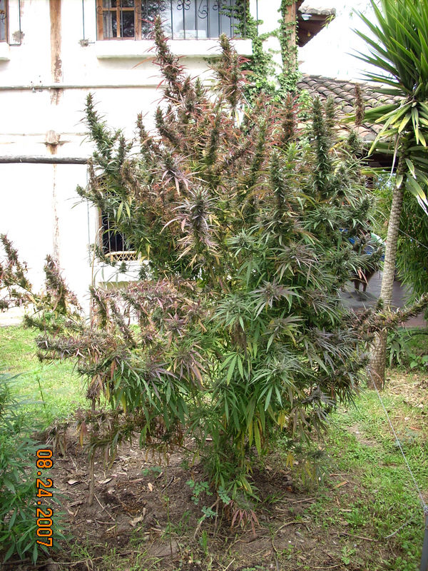 Sativa_peruana.jpg