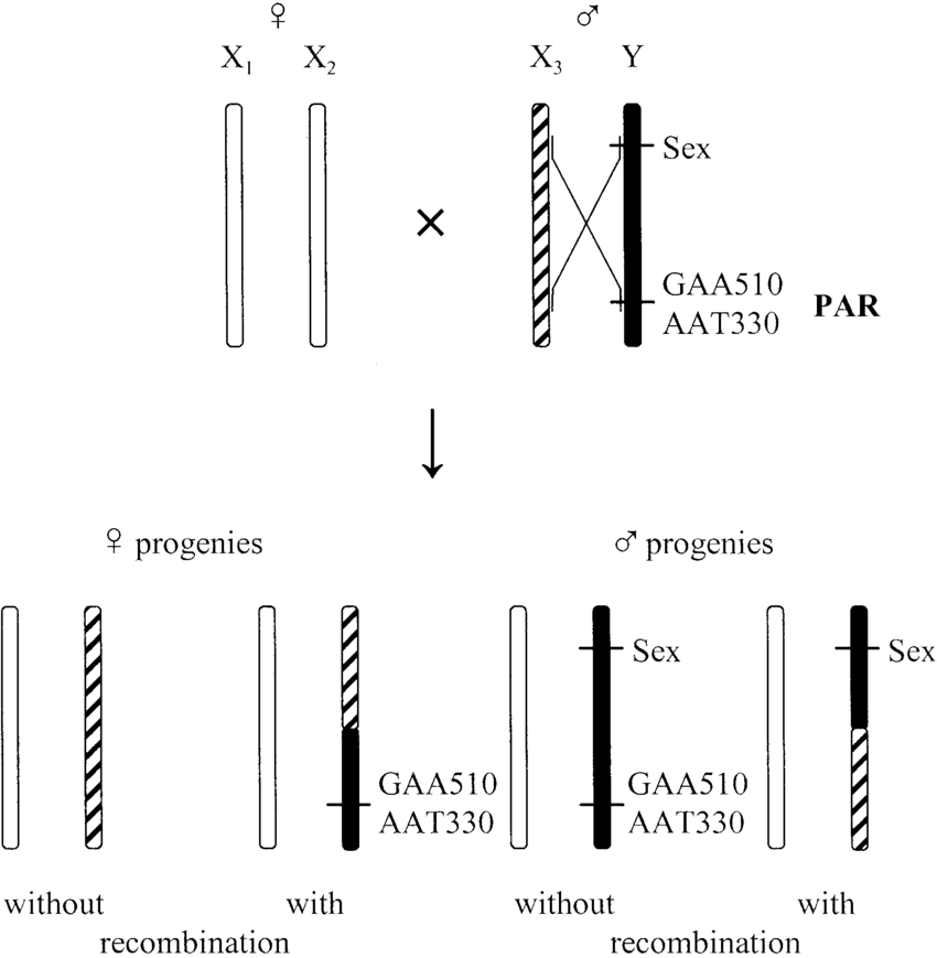 Schematic-graph-of-recombination-between-the-sex-chromosomes-Recombination-was-observed.png