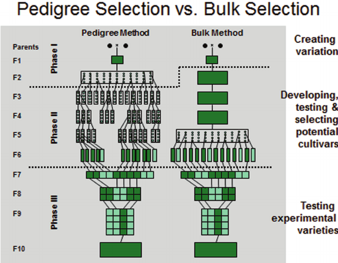 Schematic-presentation-of-pedigree-and-bulk-breeding-methods (1).png