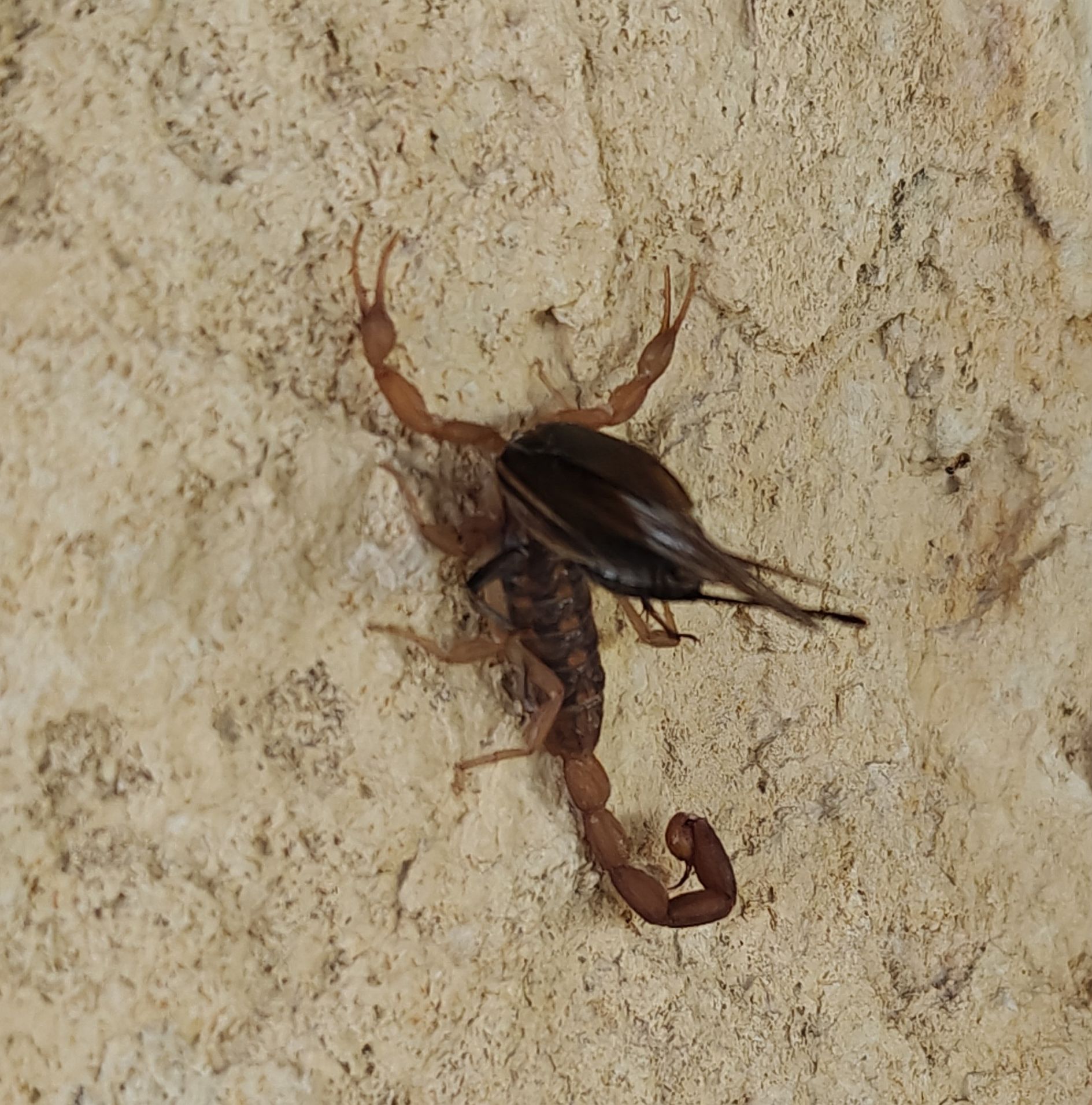 Scorpion#2.jpg