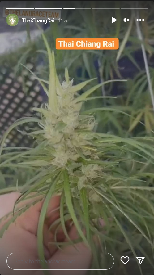 Screenshot 2023-01-10 at 22-11-37 9p Grows on Instagram The flower tent. Some heavy buds in th...png