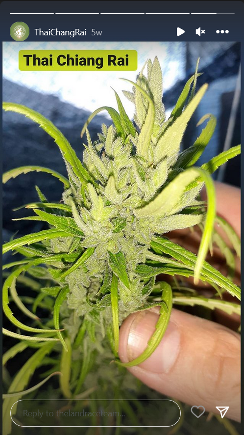 Screenshot 2023-01-10 at 22-11-53 9p Grows on Instagram The flower tent. Some heavy buds in th...png