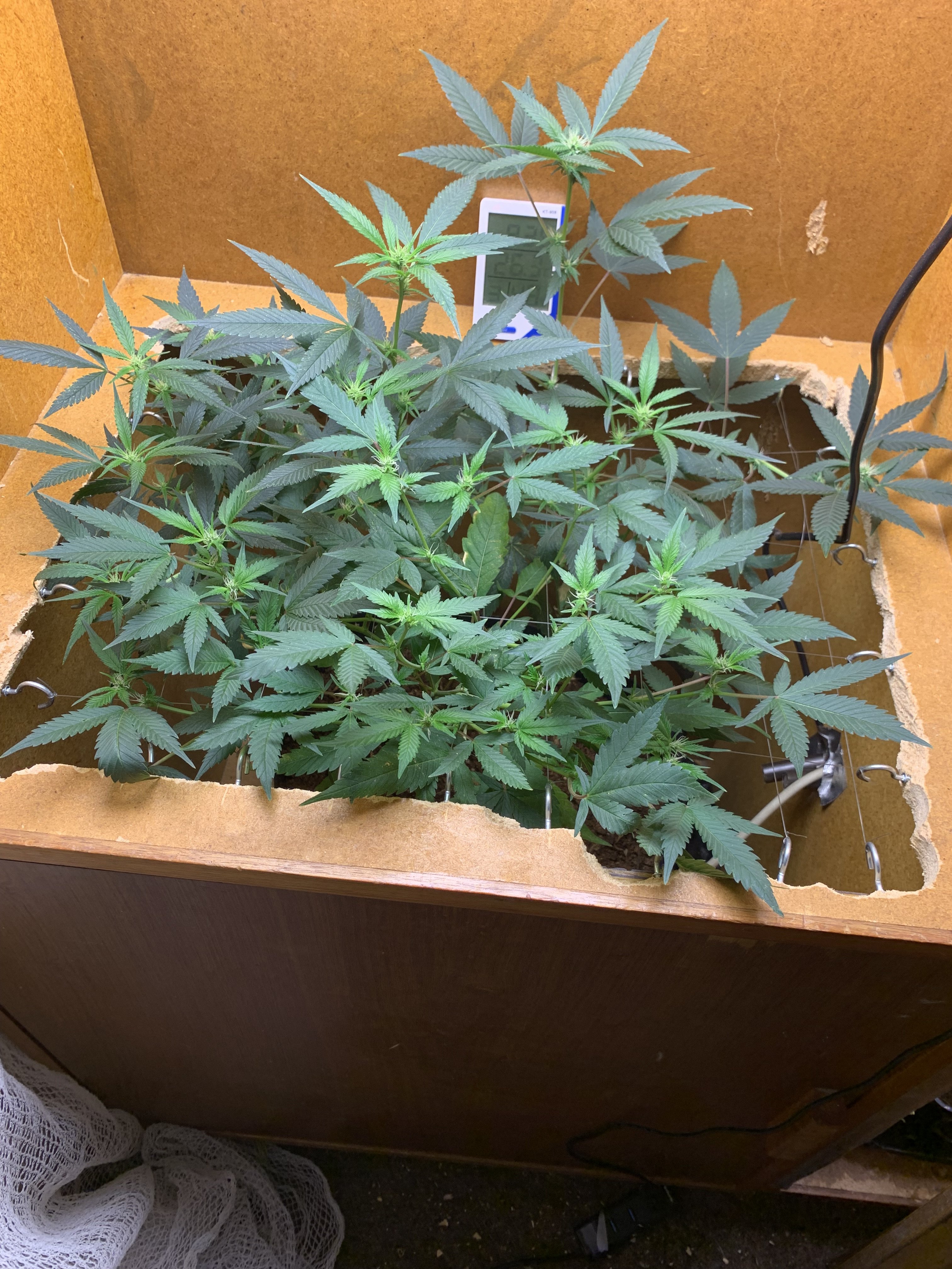 scrog update 3 - Copy.jpg