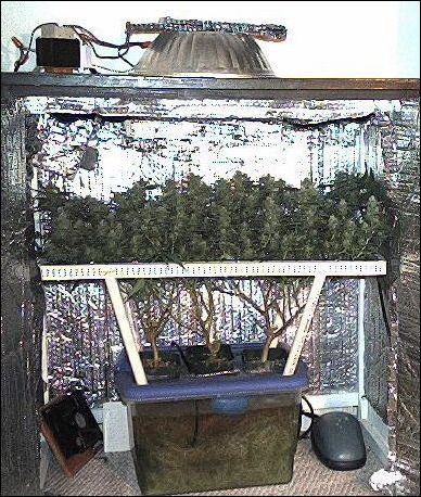 scrog4.jpg