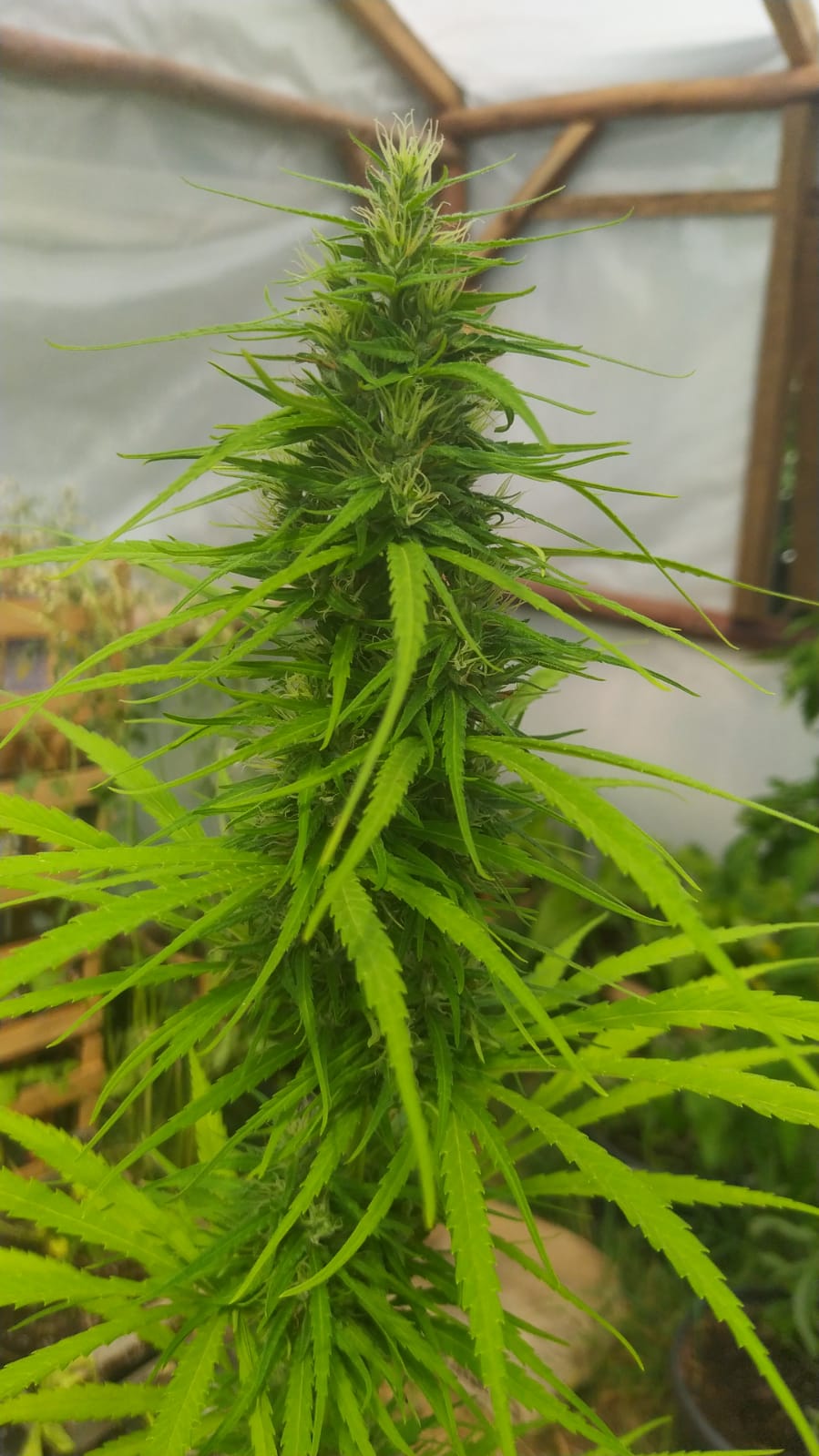 Seedsman hz mm fem 1 x n Thai hermie girl 2 (2).jpeg