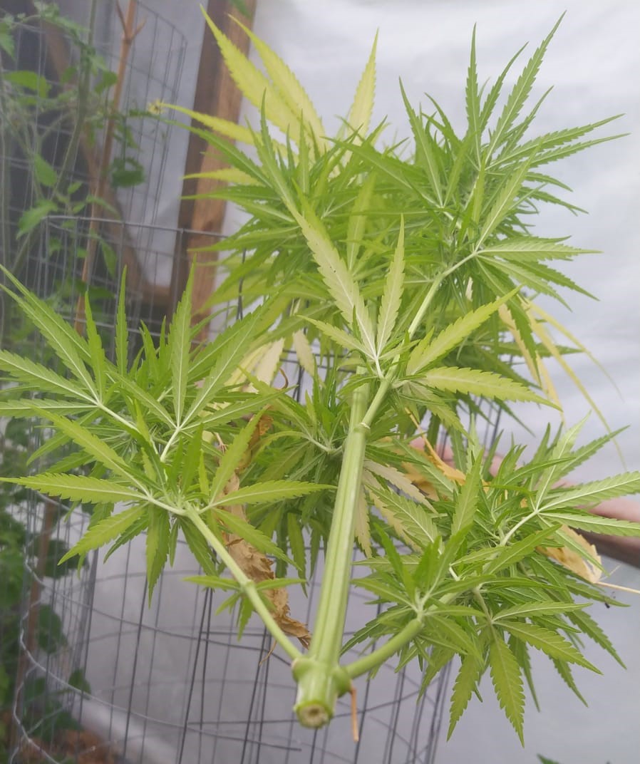 Seedsman hz mm fem 1 x n Thai hermie girl 3 3 hollow stem (3).jpeg