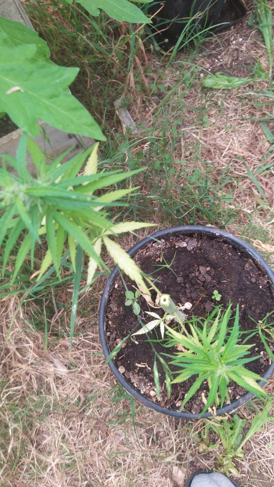 Seedsman hz mm fem 1 x n Thai hermie girl 3 hollow stem (1).jpeg