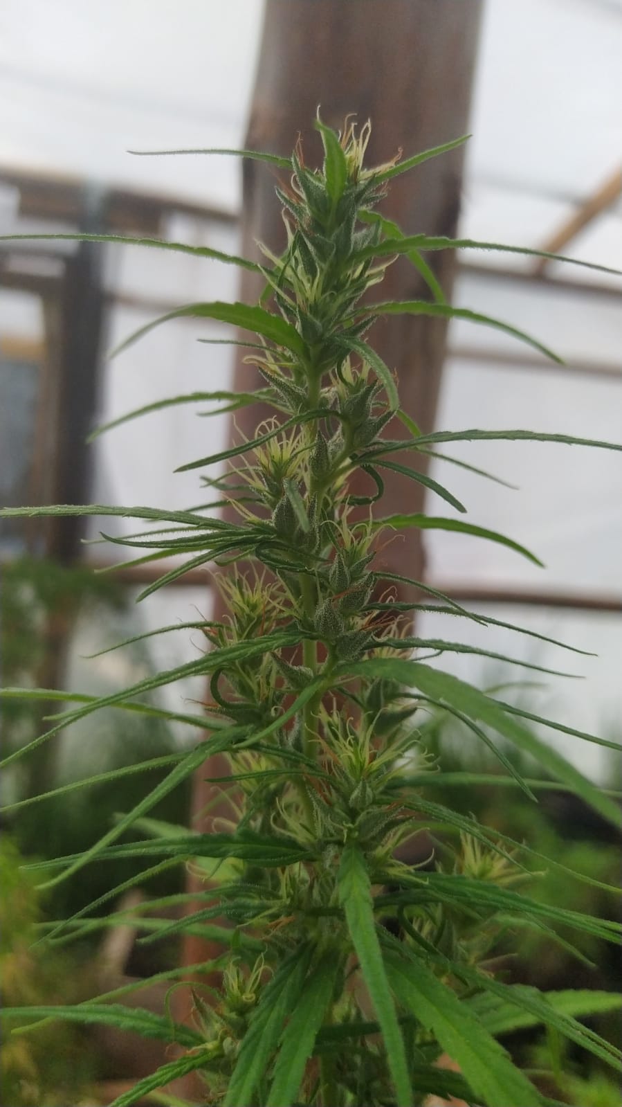 Seedsman hz mm fem 1 x n Thai hermie girl 4.jpeg