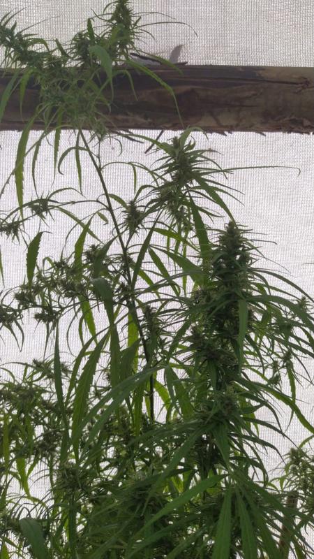 Seedsman original haze fem 1 and seedsman haze mm fem 1.jpeg