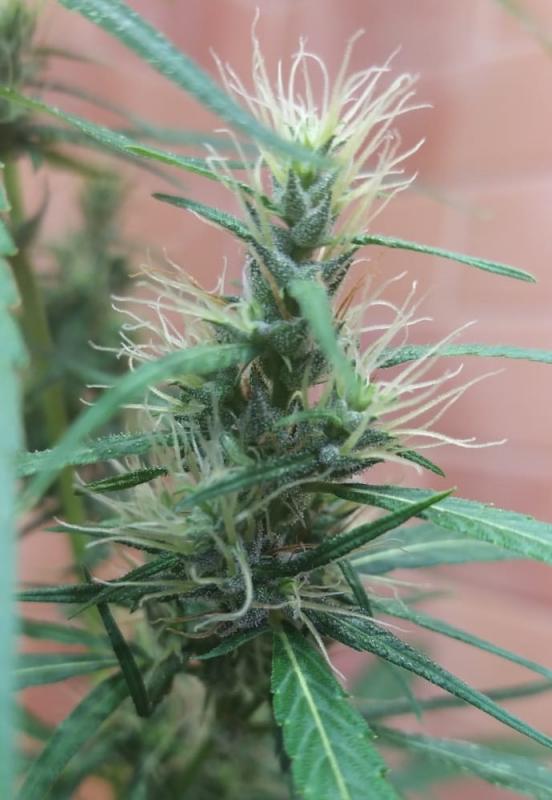 Click image for larger version  Name:	Senegal haze x seedsman hz (7).jpeg Views:	0 Size:	51.3 KB ID:	18009095