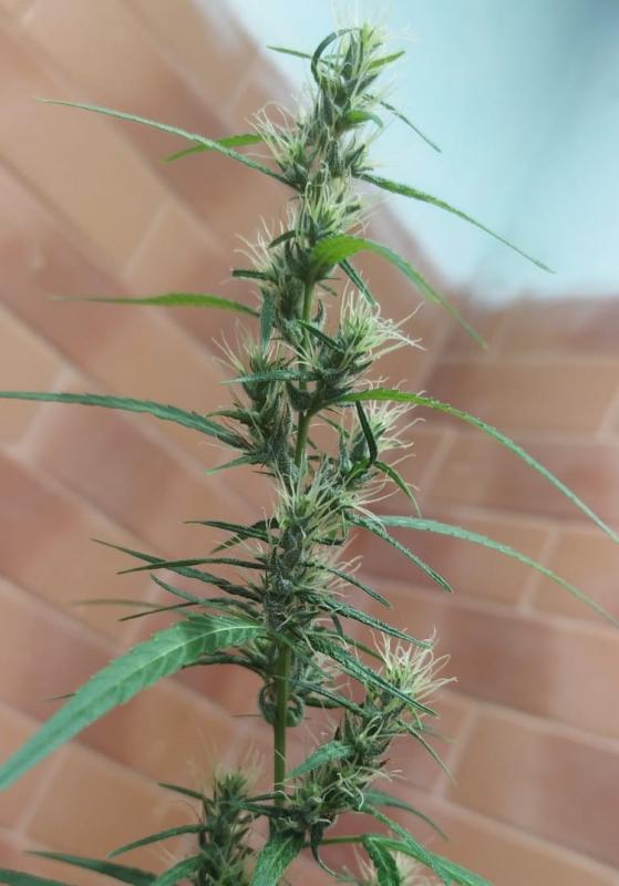 Click image for larger version  Name:	Senegal haze x seedsman hz (9).jpeg Views:	0 Size:	45.9 KB ID:	18009097