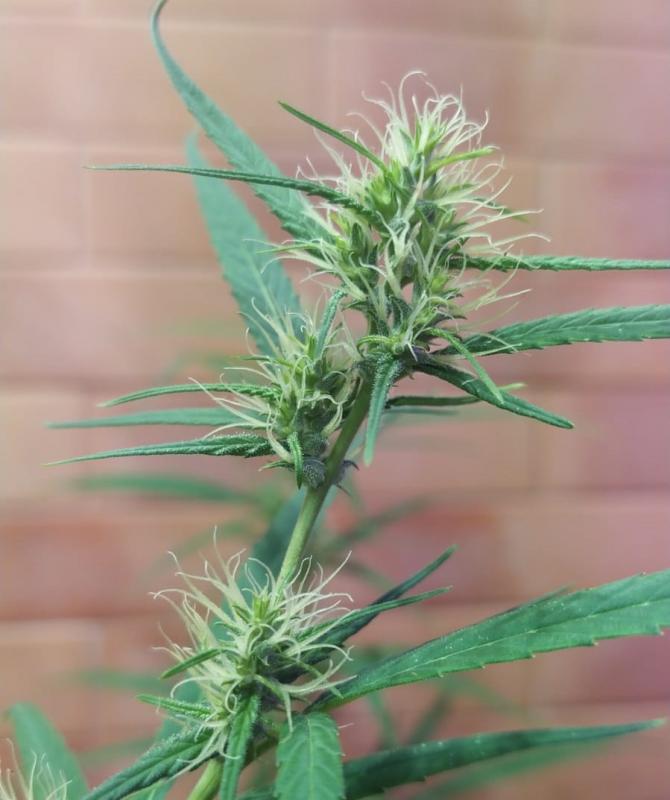 Click image for larger version  Name:	Senegal tsco x seedsman hz 1.jpeg Views:	0 Size:	50.1 KB ID:	18009099