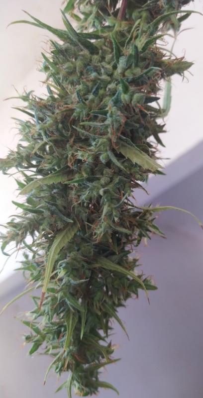 Senegal tsco x seedsman hz (5).jpeg