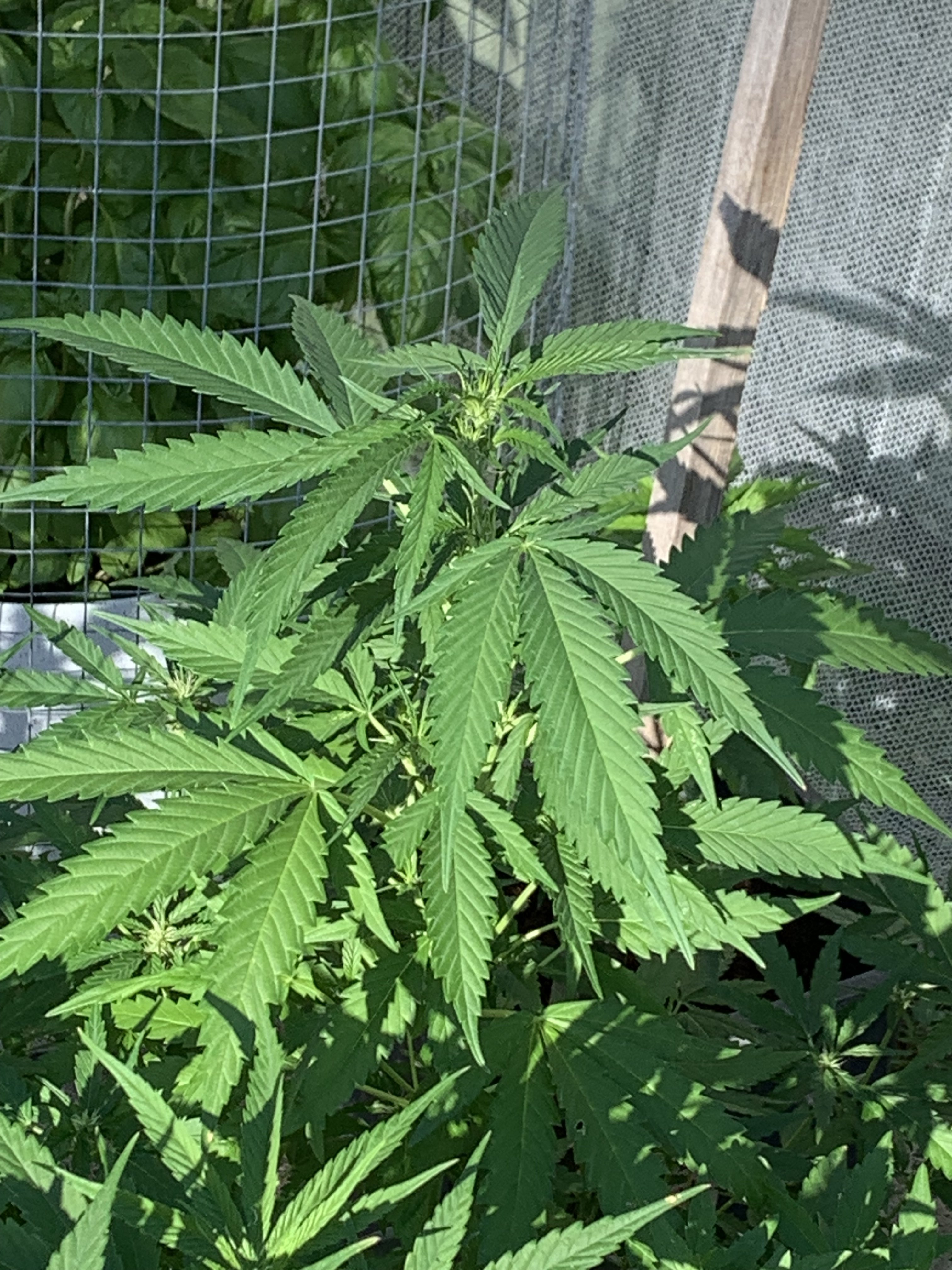 silverback f1 update 25.2.23 big pheno.jpg