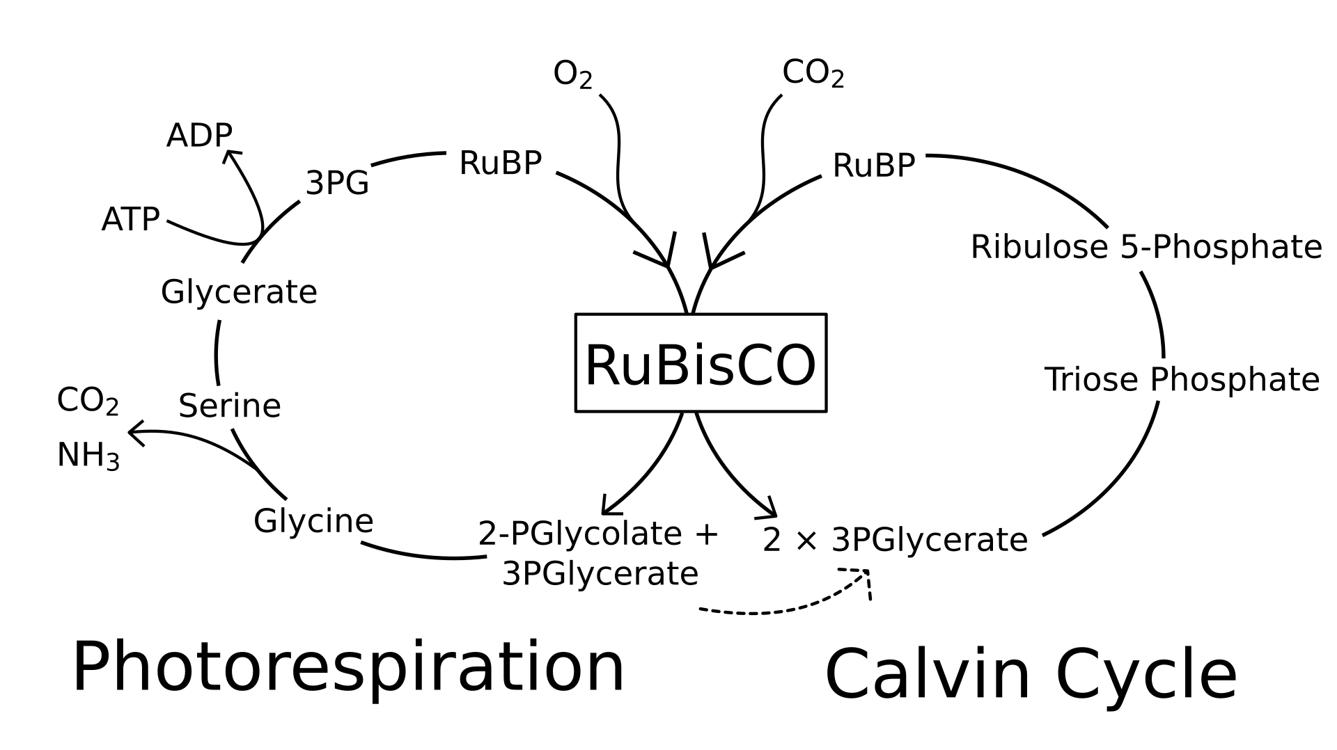 Simplified_photorespiration_diagram.svg (1).png