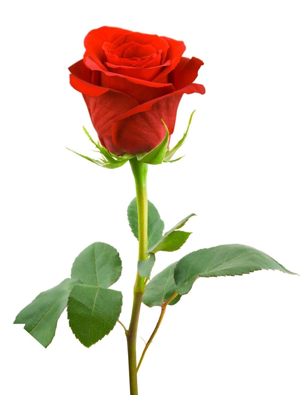 single-red-rose-long-stem-delivery.jpg