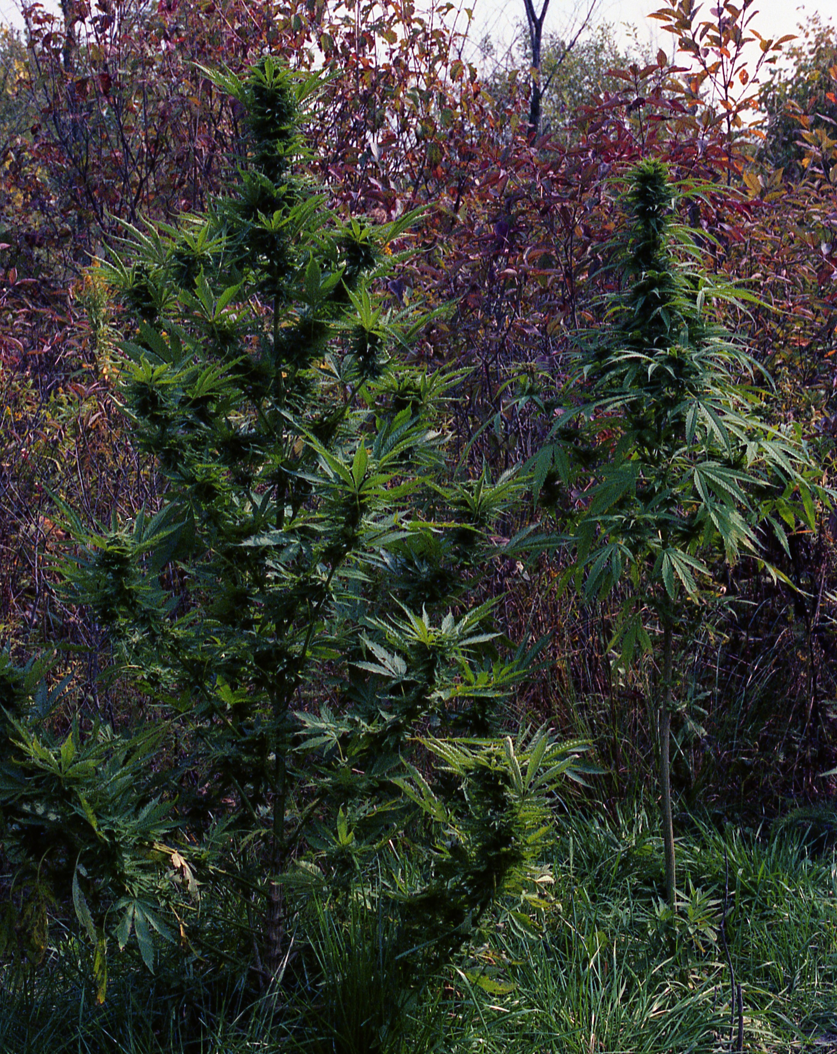 Skunk-Afghani plants 1988.jpg