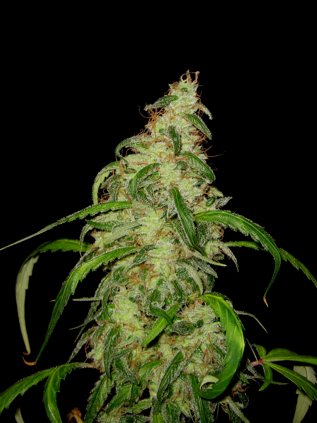 SM_sativa 001.jpg