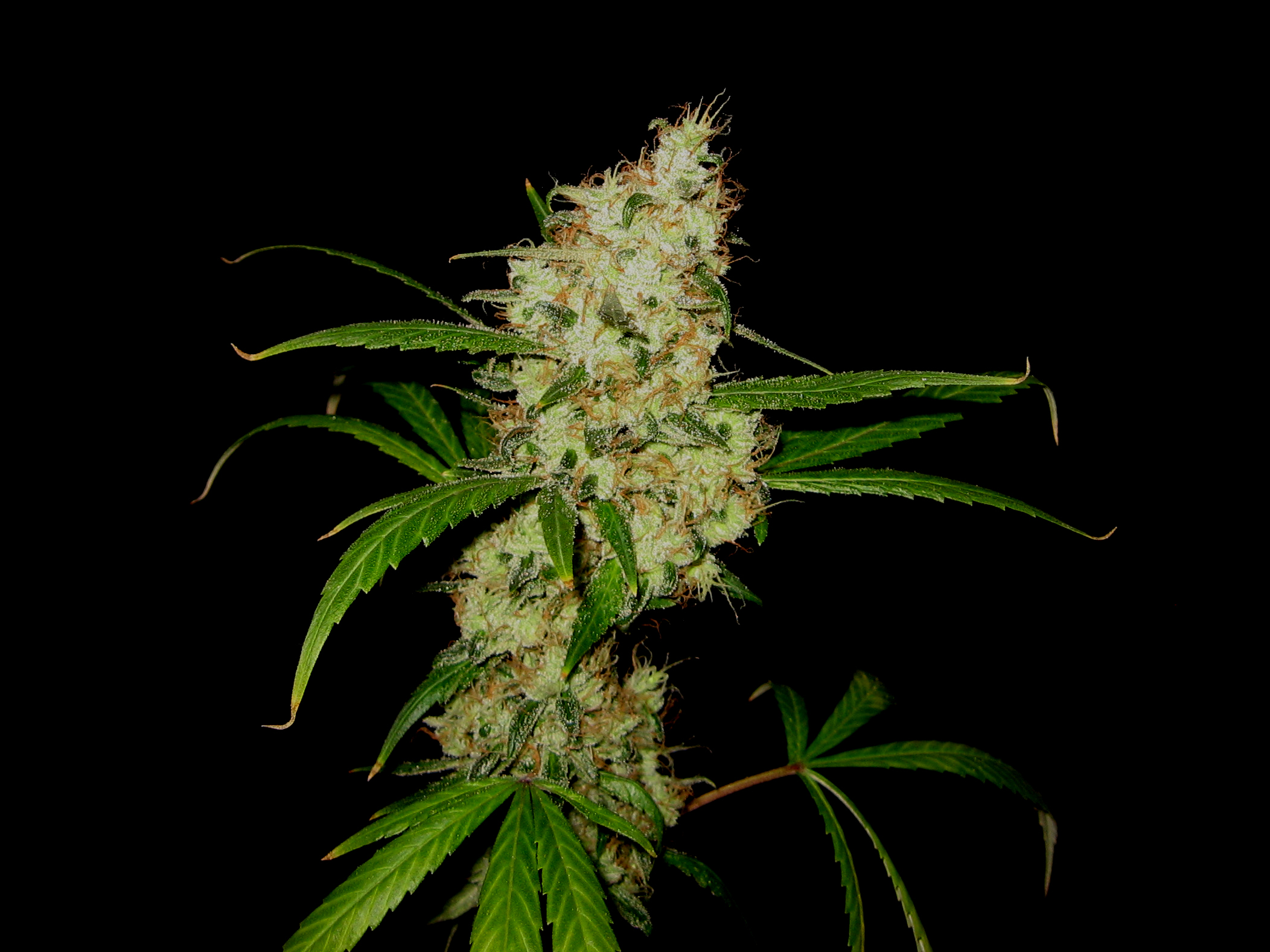 SM_sativa 005.jpg