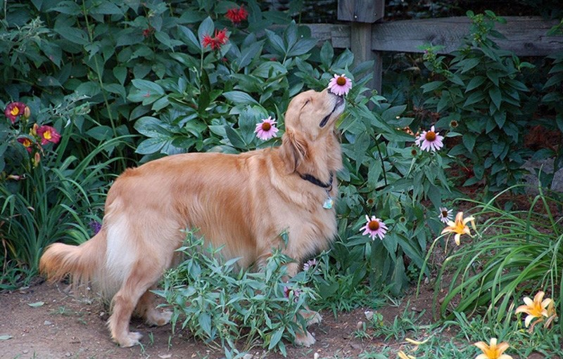 Smell the flowers 3.jpg