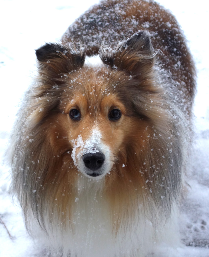 snow-dog-mar-24.jpg