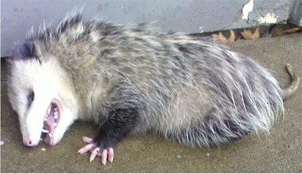 socal possum.jpg