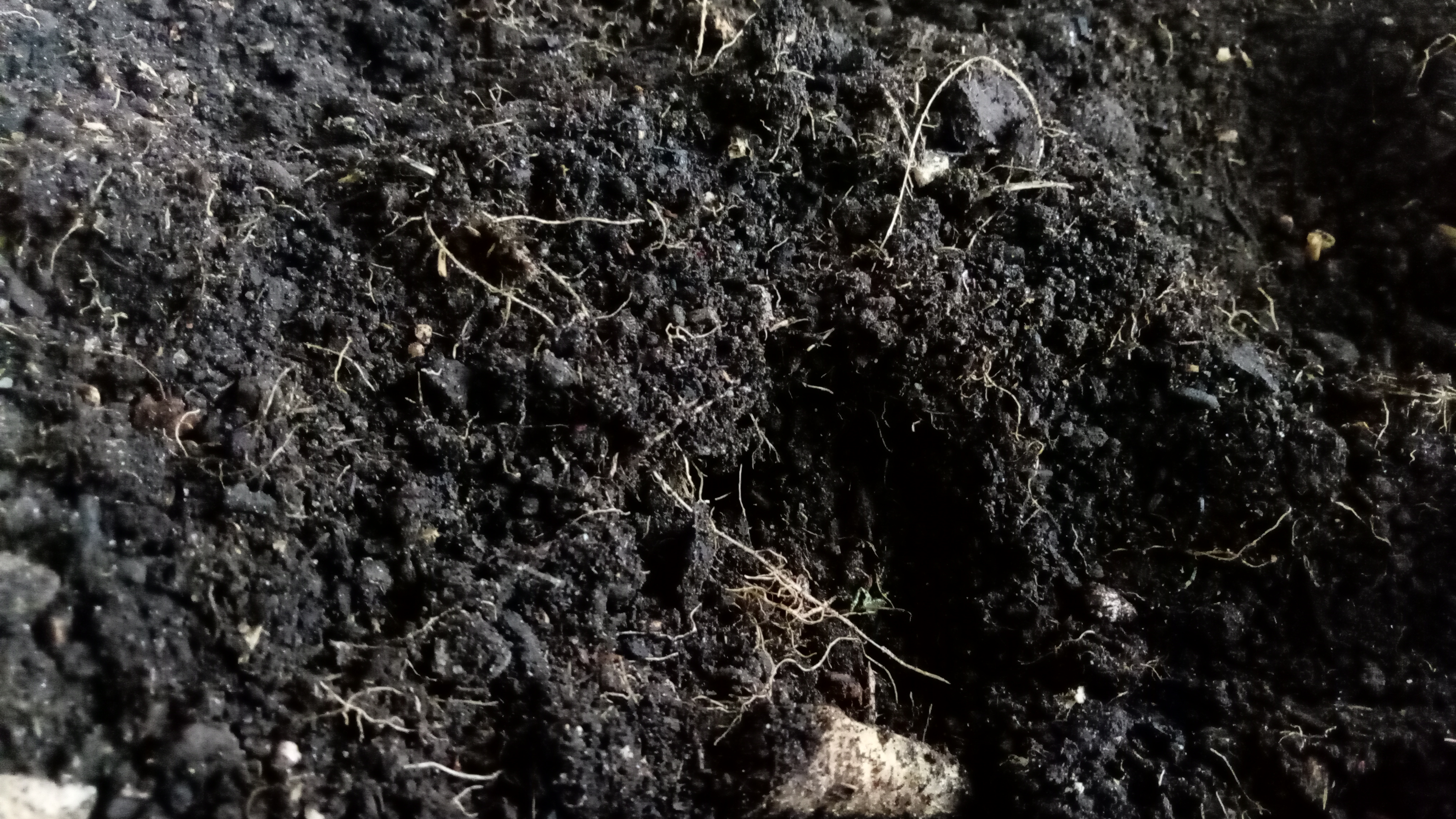 Soil (2).jpg