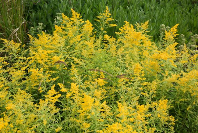 Solidago 'Goldenmosa' (Goldenrod).jpeg.jpg