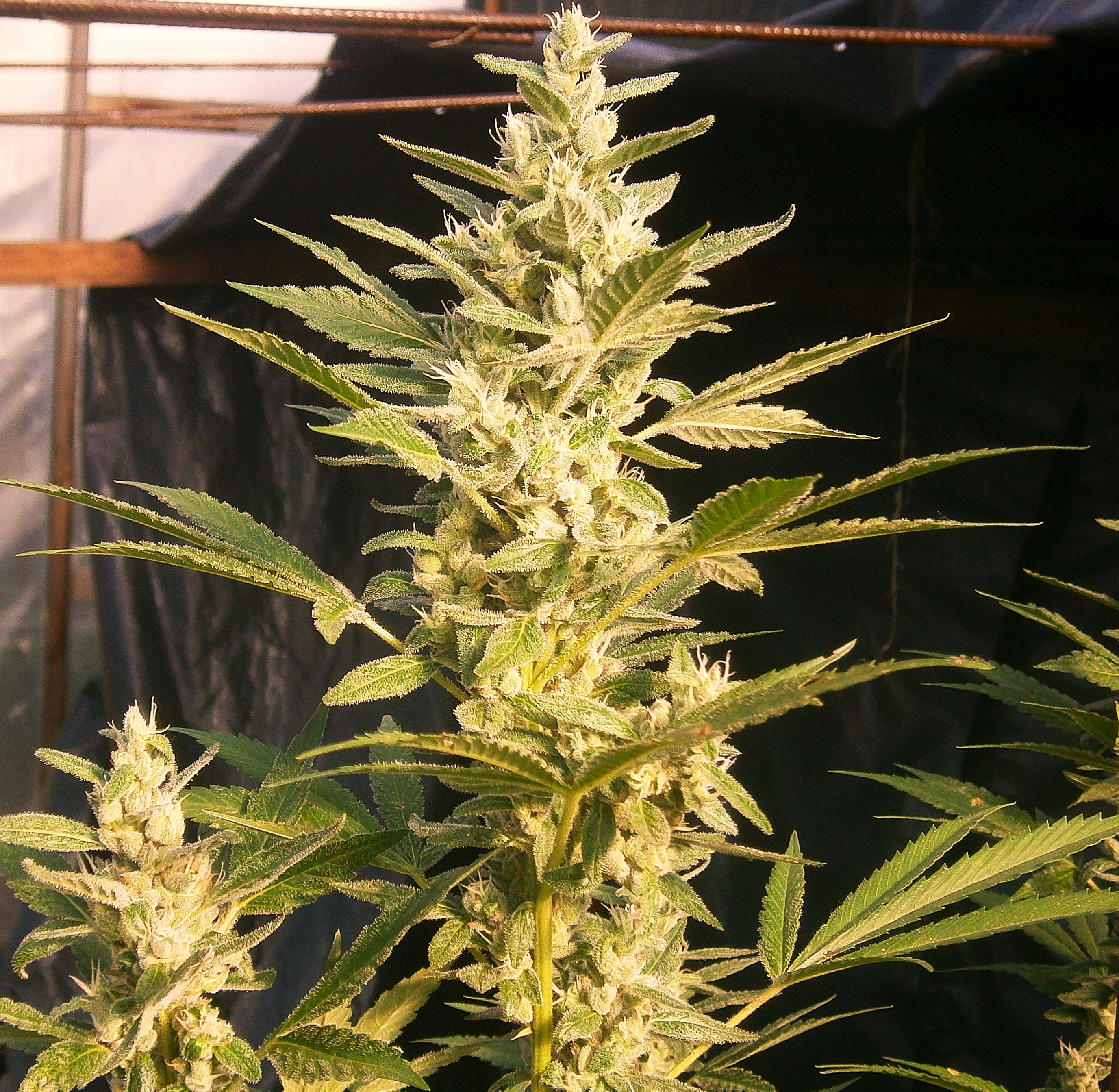 SOUR#12mother.JPG