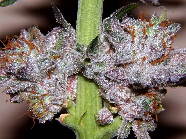 Sour Bubble Bx1 a.JPG