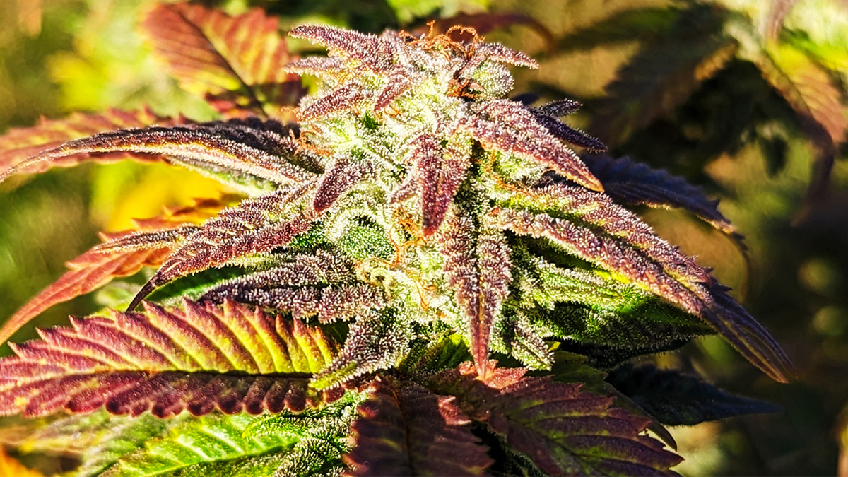 SouthEast Lights Purple Bud.jpg