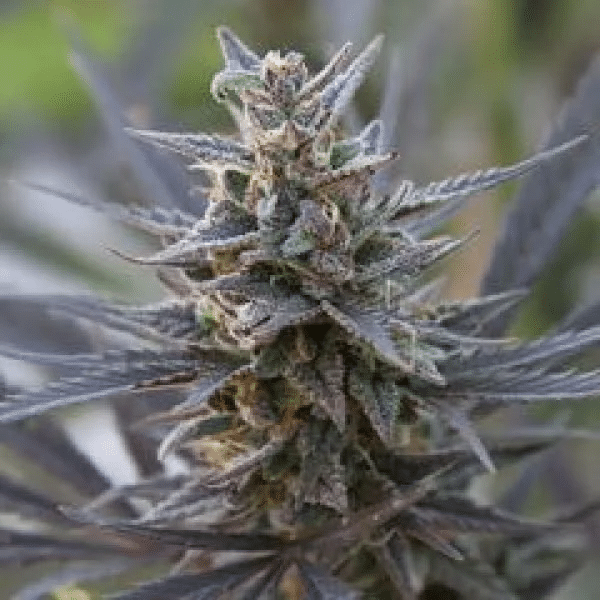 SPONTANICA-K.C.-Brains-Seeds-cannabisfroe-2.png