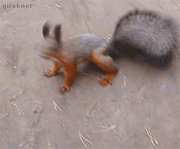 Squirrel wag.gif