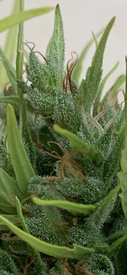 SSSDH outdoor close up bud.jpg