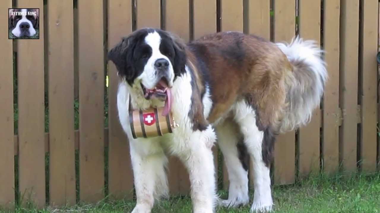 st bernard.jpg