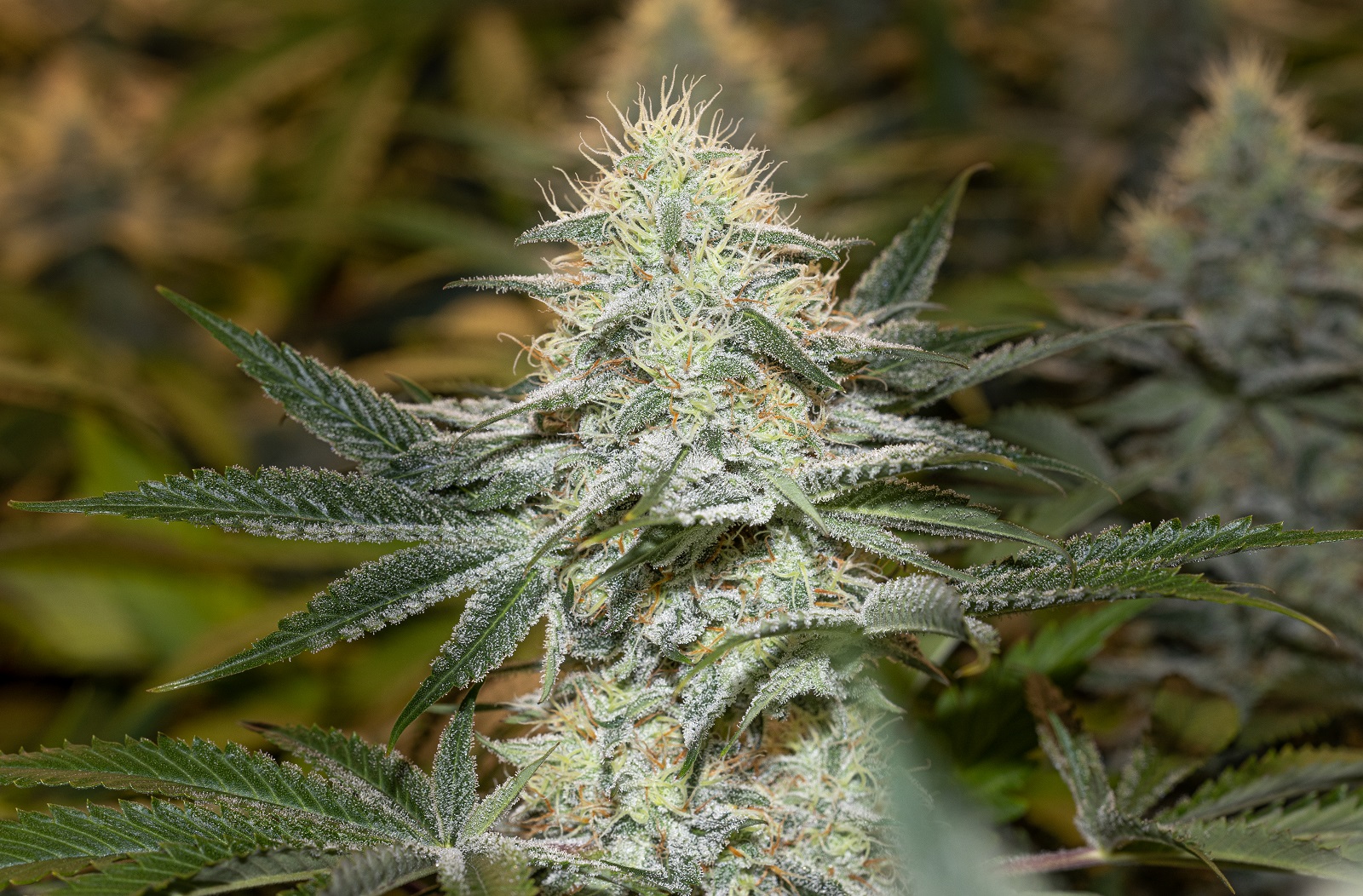 Starbud BX1 x1.jpg