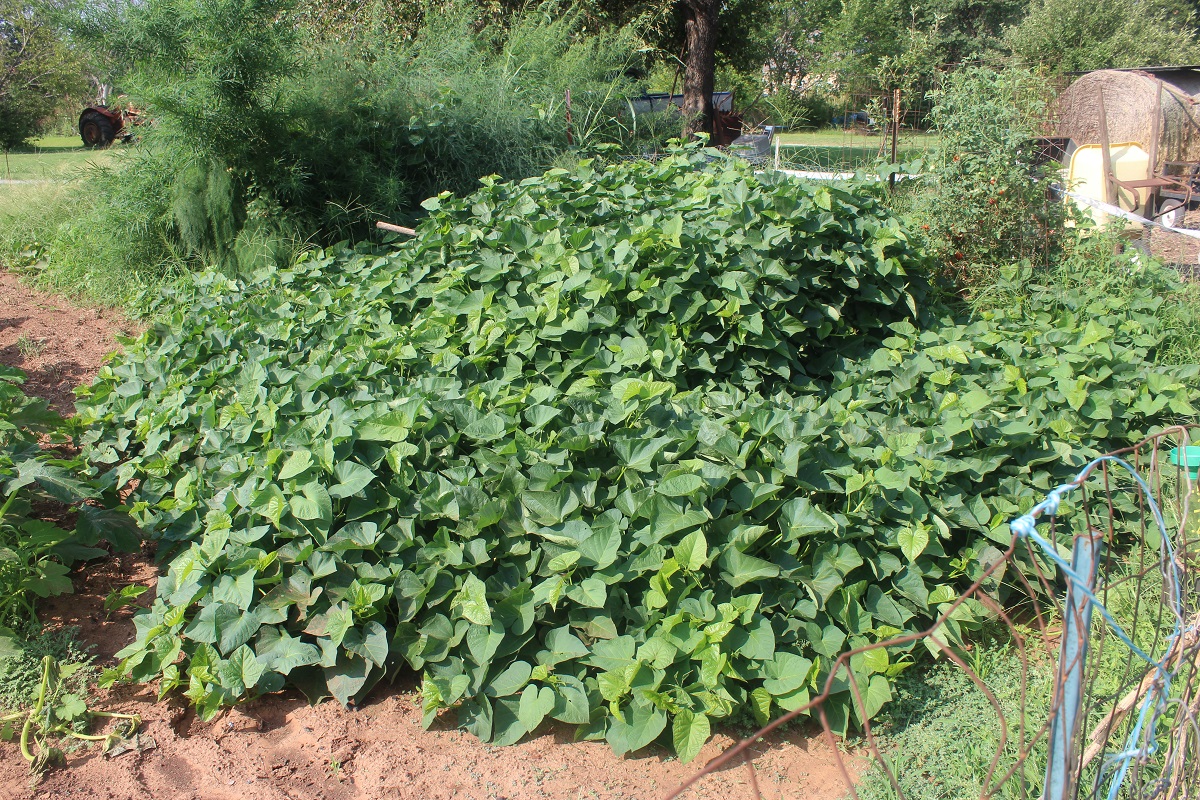 sweet potato monster.jpg