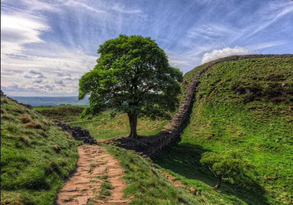 Sycamore Gap tree.png