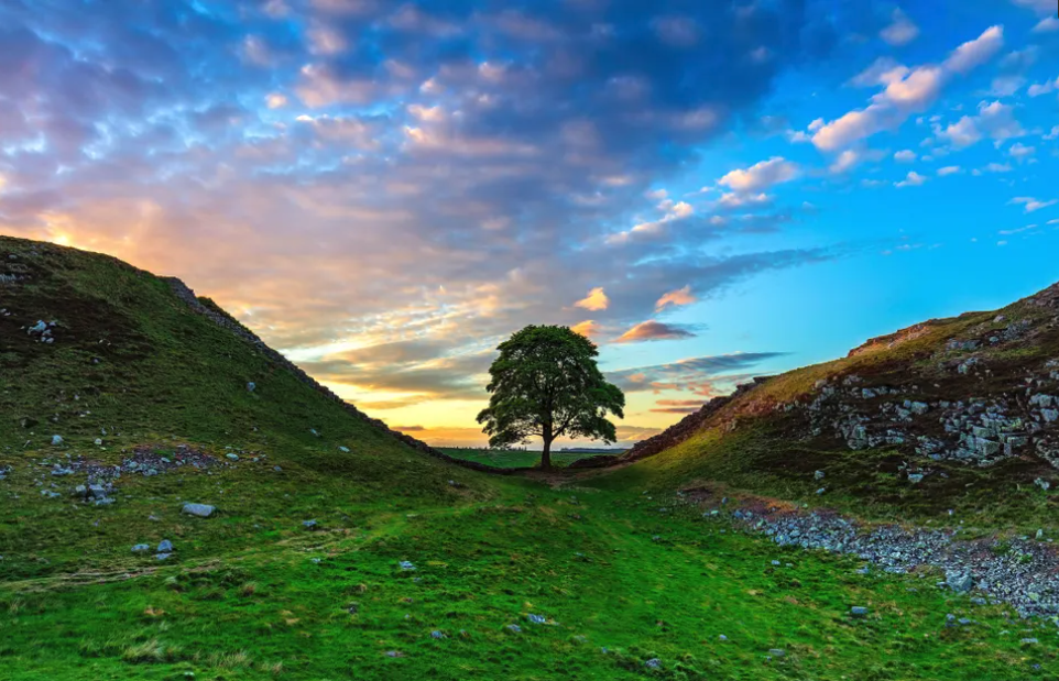 Sycamore Gap tree1.png