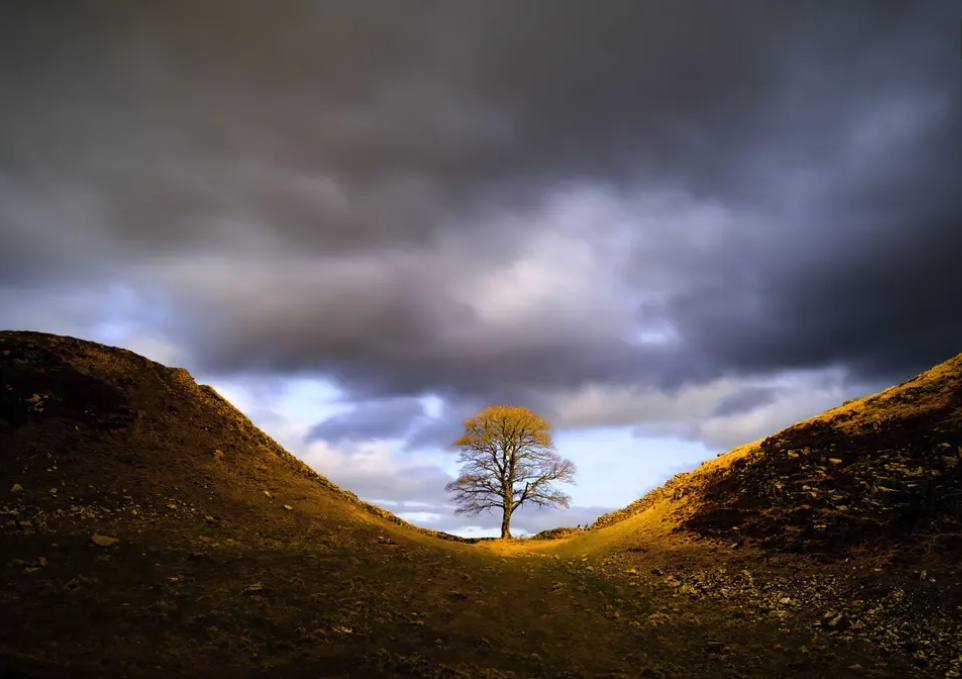 Sycamore Gap tree2.png