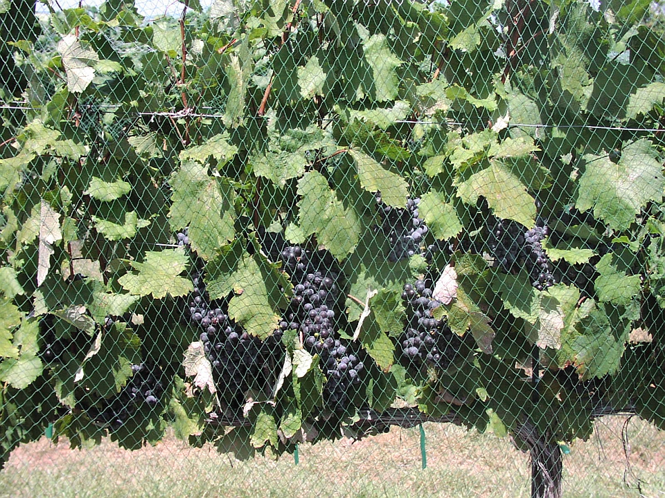 TannatGrapes.jpg