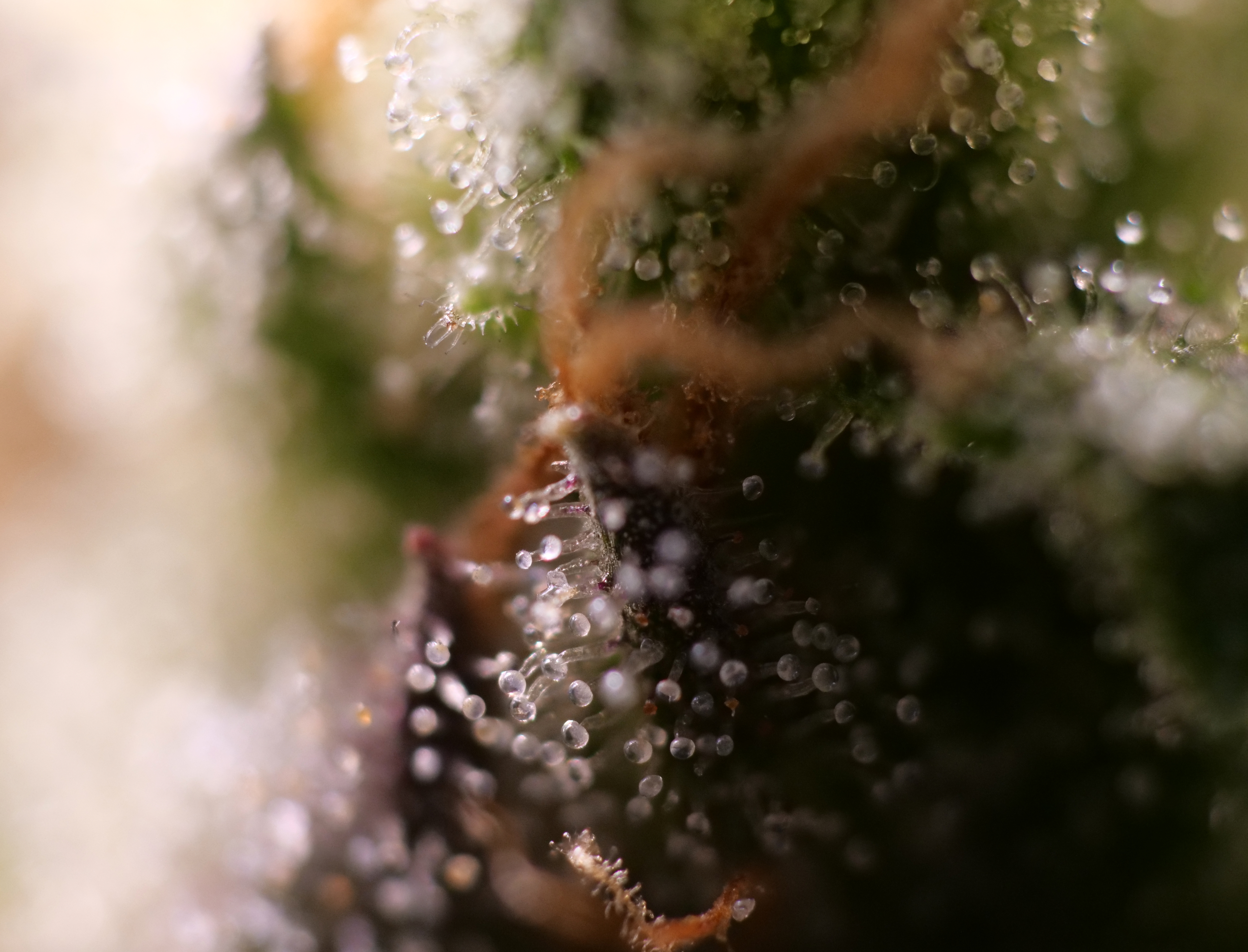 TD Trichs 5er 1.jpg