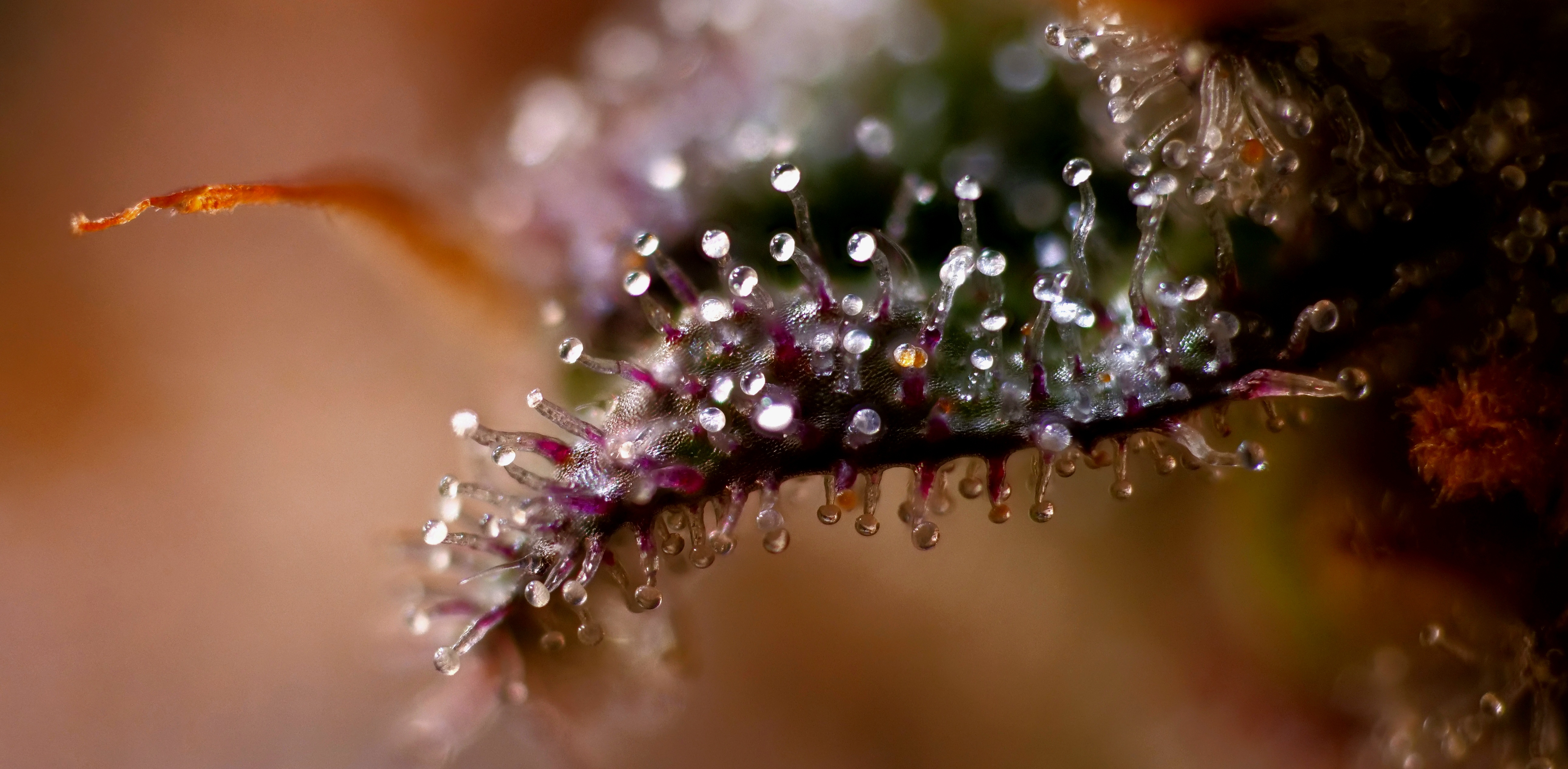 TD Trichs a-d.jpg