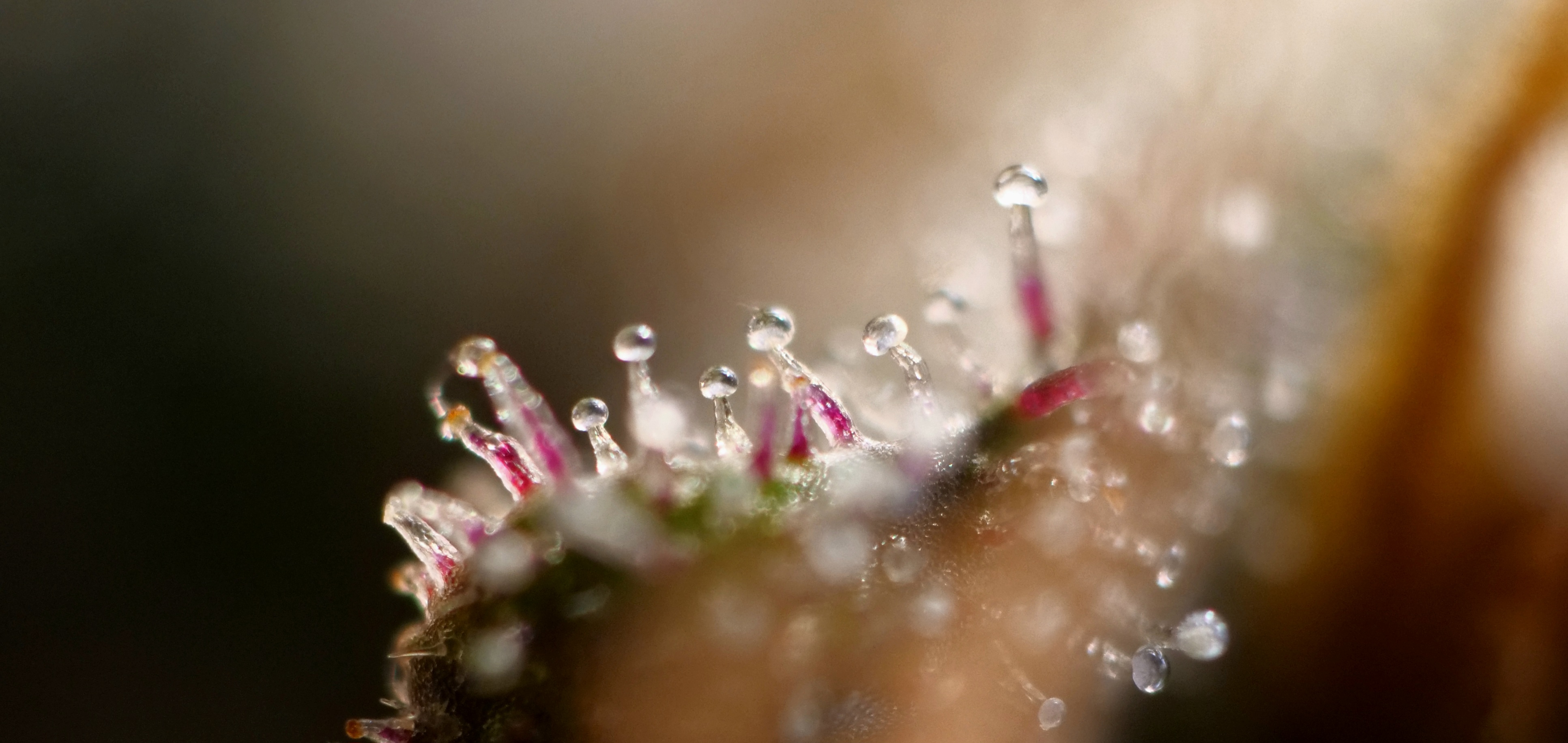 TD Trichs pink.jpg