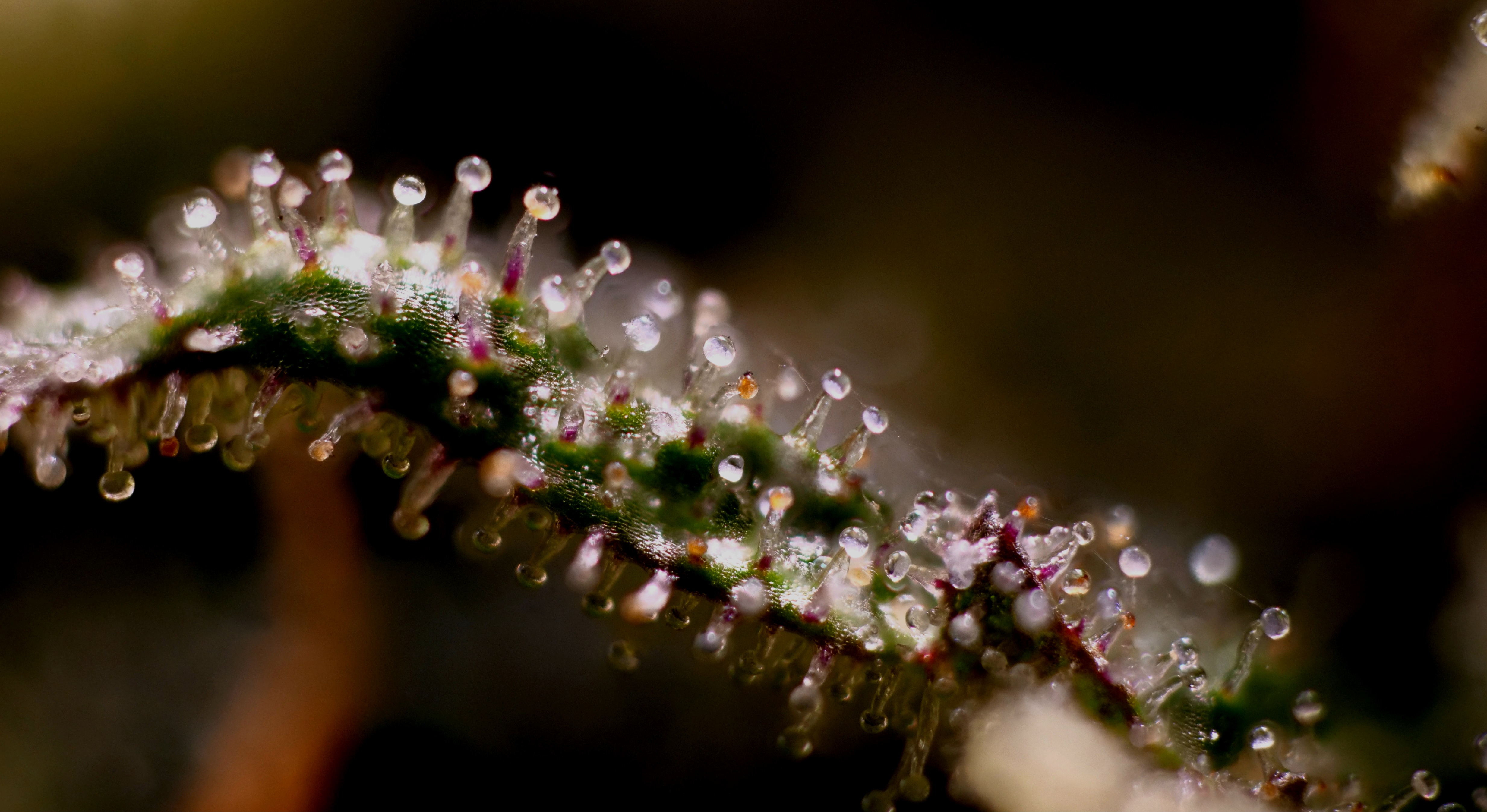 td x st trichs 1 a-c.jpg